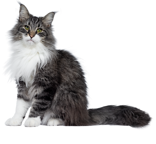 Pet Sitting Ocala Pet Sitting